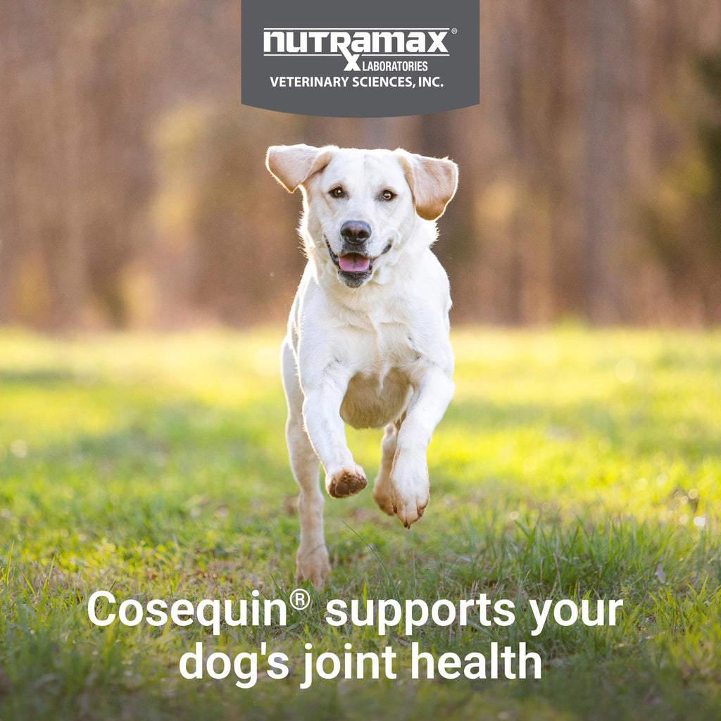 Dog Joint Supplement Soft Chews 60ct X38824