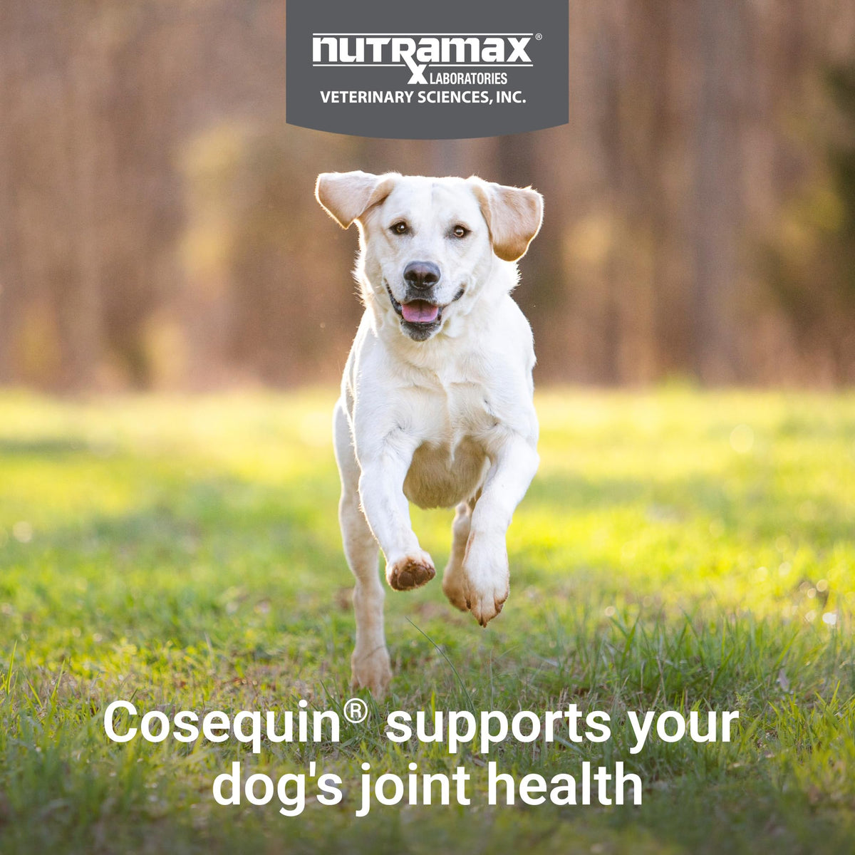 Dog Joint Supplement Soft Chews 60ct X38824